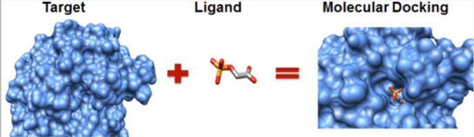Molecular Docking Workflow