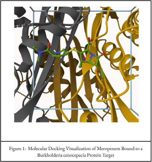 Meropenem Docking Pose