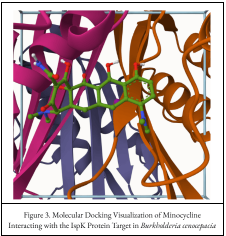 Molecular docking visualization of minocycline bound to the protein target